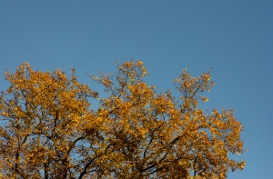 Так тепло 15 октября в Латвии еще не было