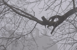 Синоптики предупреждают о густом тумане