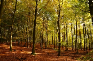 После выборов в Латвию придет бабье лето