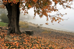 Фенолог рассказал, каким будет второй месяц осени