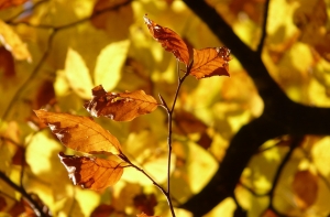 Бабье лето приближается: синоптики радуют прогнозом