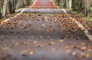 «Золотая осень»: водителей предупреждают об опасности на дорогах