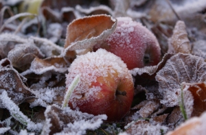 В Латвии зафиксированы первые заморозки