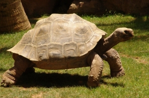 На Галапагосских островах похитили более сотни слоновых черепах