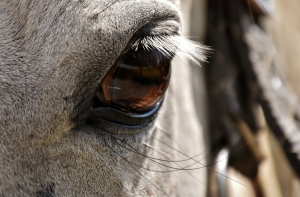 Под Гаркалне спасатели помогли застрявшему в болоте коню