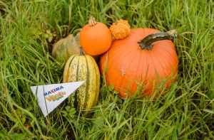 Maxima призывает латвийцев поучаствовать в чемпионате самых больших тыкв