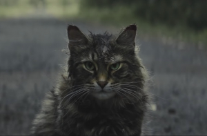 Вышел трейлер новой экранизации «Кладбища домашних животных» Стивена Кинга