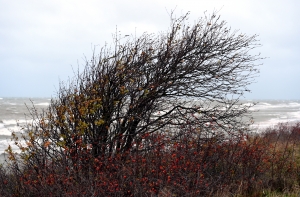 Синоптики предупреждают о сильном ветре
