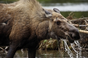 Крестьянин осужден за незаконную охоту на беременную самку лося