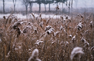 Синоптики обещают снегопад и первые заморозки