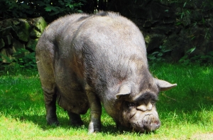 Британская пара отказалась от медового месяца ради свиньи