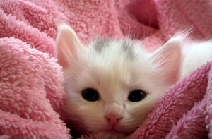 Посольство США ошиблось и позвало гостей на пижамную вечеринку с котом