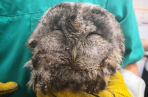 Пожарные спасли совенка из камина жилого дома