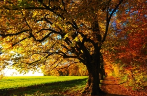 Сегодня самое теплое 12 октября в истории Латвии