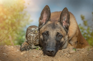 Невероятная история дружбы собаки и совы