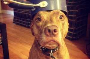 Как выглядит самая терпеливая собака на свете (16 фото)