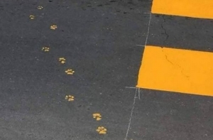 Неудачный день в картинках (30 фото)