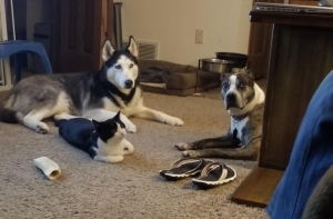 20+ домашних животных, которых застукали на месте преступления