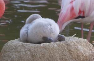 26 фотографий, которые легко дадут фору антидепрессантам