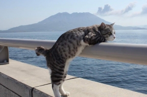 Нескучная жизнь кота-путешественника