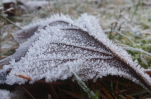 Мороз и солнце: cиноптики рассказали о погоде на неделю