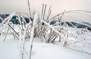 «Бог есть! И люди тоже!» Владелица пропавшей собаки благодарит за помощь