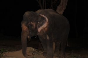 В Таиланде разгневанный слон растоптал авто с водителем