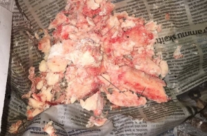 Рижанин: сосед подбросил собаке мясо с иголками, полиция равнодушна