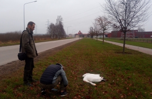 Соцсети: в Вентспилсе новая линия электропередач убивает птиц