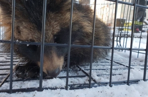 Найденного в сгоревшем здании енота пришлось усыпить