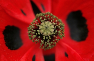 Оптическая иллюзия с маками удивила пользователей интернета