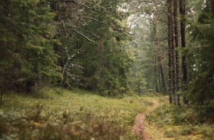 Rīgas meži займется разработкой леса в Марупском крае