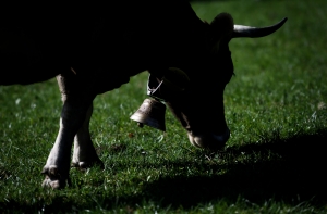 В Швейцарии проводится референдум о выплатах «за коровьи рога»