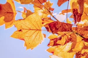 Аномально тепло: в этом году побито уже 300 температурных рекордов