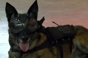 Сержант Собакен: во Франции создали очки-видеокамеру для служебных псов