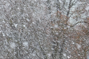 Синоптики представили свой прогноз на ближайшие дни