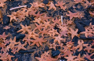 Британское побережье усыпало морскими звездами после шторма