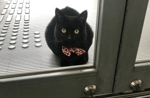 Тысячи людей следят: в Японии два кота уже два года пытаются зайти в музей