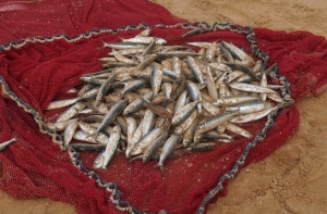 В Венте обнаружены четыре незаконно размещенных рыболовных сети