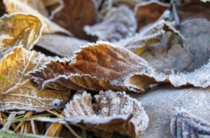 Синоптики предупреждают о заморозках