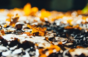 Синоптики рассказали, каким будет последнее воскресенье ноября