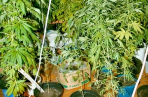 Марихуана оказалась смертельно опасна для диабетиков