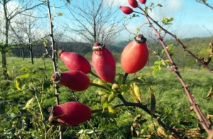 Синоптики пообещали сегодня солнечный день