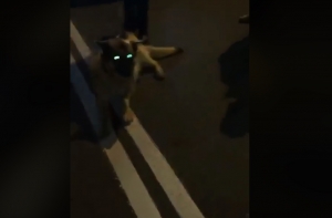 «Люди с большой буквы»: водители спасли овчарку на Южном мосту