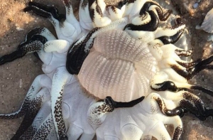 Австралиец нашел на пляже странное существо с десятками щупалец