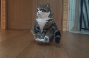 Кошачья логика, которую нам никогда не понять (18 фото)