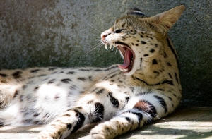 Экзотические подарки: в Латвии изъяты сервал, сова и чучело крокодила