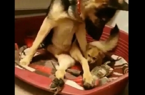 Ulubele: Боже, сделай так, чтобы глупые люди не брали животных ради забавы