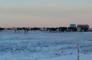 В соцсетях возмущаются: в Прейли коров выгоняют на мороз