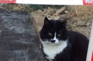 Соцсети: из-за пожара на улице Калнциема кошке больше негде жить